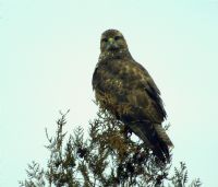 Ciddi Ve Temkinli - Fotoraf: Ayta ztrk fotoraflar fotoraf galerisi. 