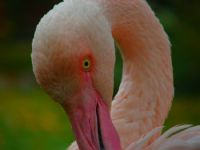 Flamingo 2 - Fotoraf: Mustafa Demirkaya fotoraflar fotoraf galerisi. 