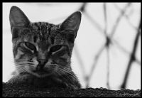 Kedi Portresi - Fotoraf: Togay Topcuolu fotoraflar fotoraf galerisi. 