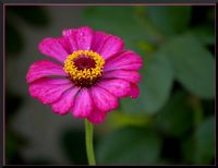 Zinnia Elegance