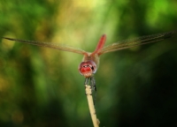 Red Dragon - Fotoraf: Hseyin Mesciolu fotoraflar fotoraf galerisi. 