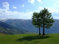 İki Ağaç Tek Gölge - Fotoğraf: Emre Seymen fotoğrafları fotoğraf galerisi. 