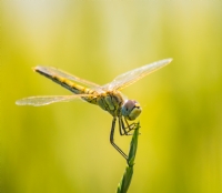 Dragonfly - Fotoraf: Ali Fuat Grses fotoraflar fotoraf galerisi. 