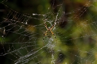 Spider - Fotoraf: Enver Aydn fotoraflar fotoraf galerisi. 