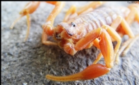 Akrep 2 ( The Scorpion I )