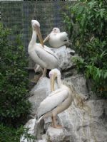 Pelikanlar