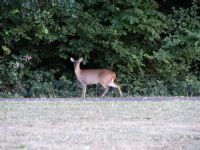 Muntjac Geyigi - Fotoraf: Namik Birer fotoraflar fotoraf galerisi. 