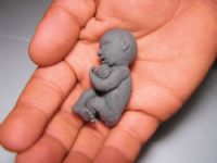 Fetus - Fotoraf: Selman Kirit fotoraflar fotoraf galerisi. 