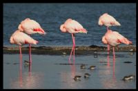 Flamingo Ryas - Fotoraf: Engin Sara fotoraflar fotoraf galerisi. 