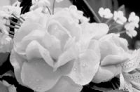 White Flower - Fotoraf: Batu Han S . fotoraflar fotoraf galerisi. 