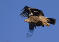 ah Kartal Eastern mperial Eagle / Aquila Heliaca