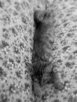 Kedi Olmak - Fotoraf: Ayhan Akar fotoraflar fotoraf galerisi. 