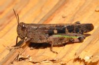 Locusta Migratoria - Fotoraf: Glah Bayu fotoraflar fotoraf galerisi. 