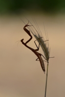 Praying Mantis - Fotoraf: Mehmet Sarbey fotoraflar fotoraf galerisi. 