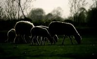 Ik Koyunlar.. - Fotoraf: Erhan Basyigit fotoraflar fotoraf galerisi. 