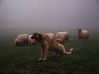 Sadakat - Fotoraf: Mehmet Doan fotoraflar fotoraf galerisi. 