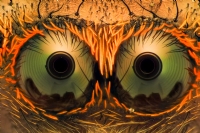 Örümcek Gözleri