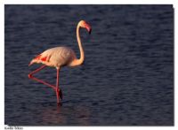 341 : Flamingo