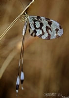Uurtma Bcei (nemoptera Sinuata) - Fotoraf: Abdullah Sar fotoraflar fotoraf galerisi. 