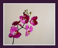 Orchid Flower - Fotoraf: Ekrem Tokuz fotoraflar fotoraf galerisi. 
