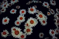 Fractal Refractory Daisies