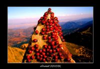 Uur Bcekleri - Fotoraf: Ahmet Fndk fotoraflar fotoraf galerisi. 