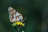 Butterfly Effect - Fotoraf: Ali Bal fotoraflar fotoraf galerisi. 