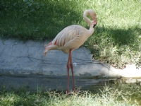 Flamingo (kular)