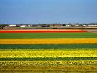 Ovalarda Laleler, Hollanda