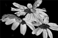 �st�m�ze Tazelik Ya�arken - Foto�raf: Bekir Karaca foto�raflar� foto�raf galerisi. 