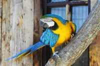 Macaw - Fotoraf: Mustafa Aksu fotoraflar fotoraf galerisi. 