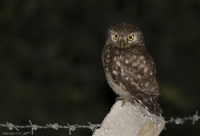 Kukumav  Athene Noctua  Little Owl - Fotoraf: Orhan Kay fotoraflar fotoraf galerisi. 