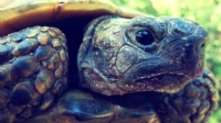 Old Age Turtle