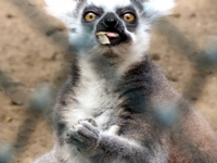 lgn Prf. By Lemur :)