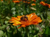 Ayn�sefa - Foto�raf: Hakk� U�kun foto�raflar� foto�raf galerisi. 