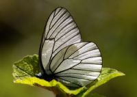 Beyaz Kelebek - Fotoraf: Ahmet Zeki Yava fotoraflar fotoraf galerisi. 