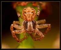 Örümcek - Fotoğraf: Cagdas Demirdag fotoğrafları fotoğraf galerisi. 