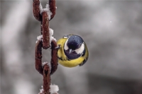 K���k Bir Ku� Gibi Tutundu�umuz.... - Foto�raf: Bekir Karaca foto�raflar� foto�raf galerisi. 