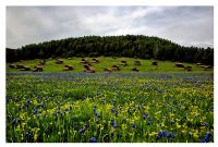 Yayla Evleri