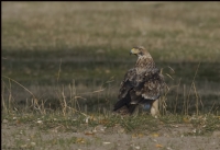 ah Kartal Eastern mperial Eagle / Aquila Heliaca