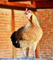 Chicken - Fotoraf: Arif Karakulak fotoraflar fotoraf galerisi. 