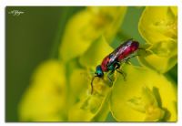 Cuckoo Wasp - Fotoraf: Adem Yaz fotoraflar fotoraf galerisi. 