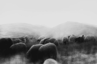 Koyunlar - Fotoraf: Semra Eyidil fotoraflar fotoraf galerisi. 