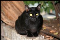 Kara Kedi 2