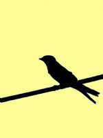 The Bird On Wire