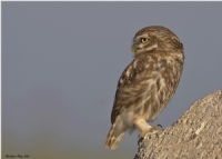 Kukumav Little Owl / Athene Noctua - Fotoraf: Menderes Atay fotoraflar fotoraf galerisi. 