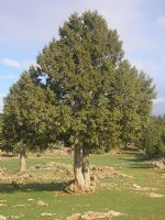 Juniperus (ard) - Fotoraf: Abdullah   fotoraflar fotoraf galerisi. 