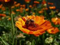 Ayn�sefa - Foto�raf: Hakk� U�kun foto�raflar� foto�raf galerisi. 