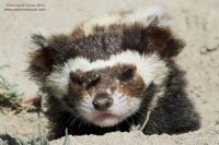 Alaca Sansar / Marbled Polecat / Vormela Peregusna