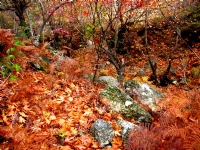 Buldan Kestane Deresi, Denizli